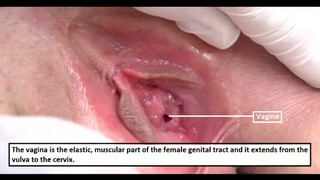 9. Female External Genitalia Guide - Educational - Detailed - Uncensored - For Adults [18+] Only