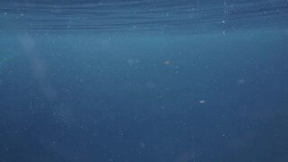 9. Underwater photography
