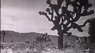 8. Desert Nymphs - 1928