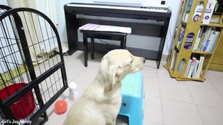 3. Take Shower for Labrador with Dry Clean Powder